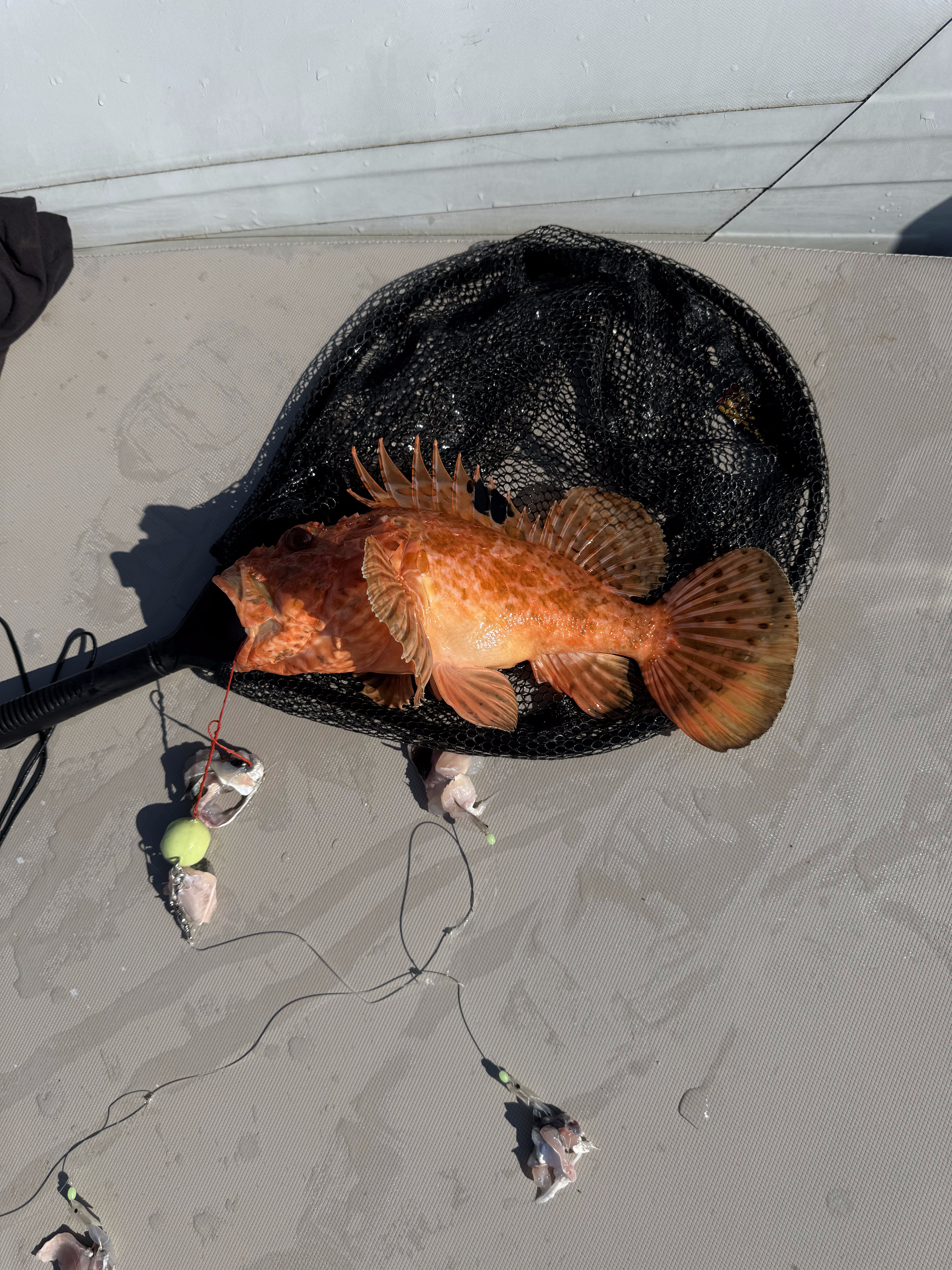 Scorfano nel guadino
